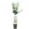 Perenboom Wonder Tree Doyenné Du Comice -Gardena Winkel perenboom wonder tree doyenne du comice 1500x1500 624ecc33ed183 l