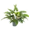 Philodendron Rambo, In 27cm-pot 2 Philodendron Rambo, In 27cm-pot -Gardena Winkel philodendron rambo in 27cm pot 600x468 61fce47114095 l