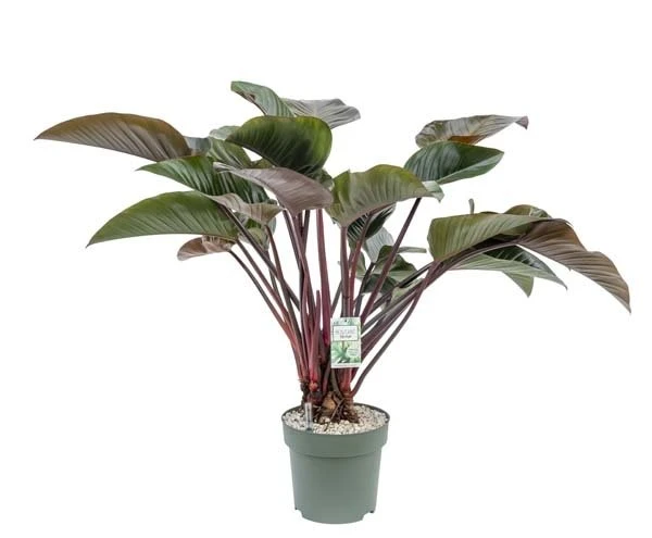 Philodendron Red Beauty, In 27cm-pot 3 Philodendron Red Beauty, In 27cm-pot