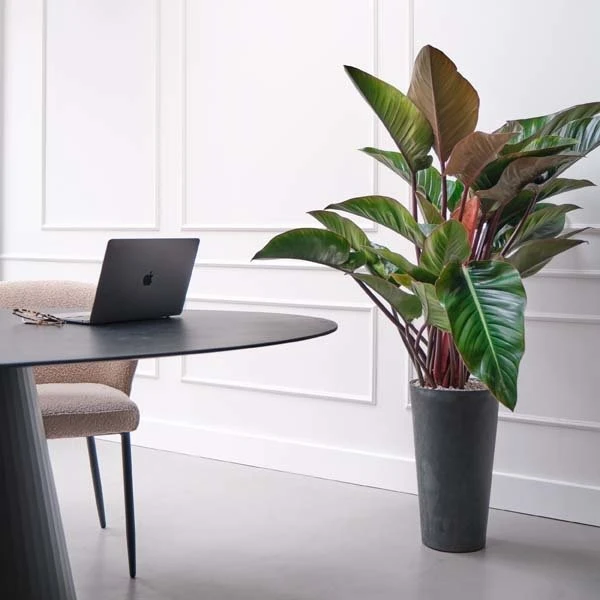 Philodendron Red Beauty, In 27cm-pot 4 Philodendron Red Beauty, In 27cm-pot - Afbeelding 2