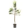 Pruimenboom (Prunus Dom. Bleue De Belgique Leivorm), In Pot -Gardena Winkel pruim prunus dom bleue de belgique lei 1500x1500 623c766536edc l