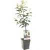 Pruimenboom (Prunus Dom. Hauszwetsche Patio), In Pot -Gardena Winkel pruim prunus dom hauszwetsche patio 1500x1500 623c76efb2052 l