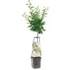 Pruimenboom Wonder Tree Opal -Gardena Winkel pruimenboom wonder tree opal 1416x1416 624eccba0296f l