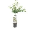 Pruimenboom Wonder Tree Victoria -Gardena Winkel pruimenboom wonder tree victoria 1500x1500 624eccd041bff l