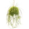 Rotskoraal (Rhipsalis Cassutha), In 21cm-hangpot -Gardena Winkel rotskoraal rhipsalis cassutha in 21cm hangpot 1613729904 l