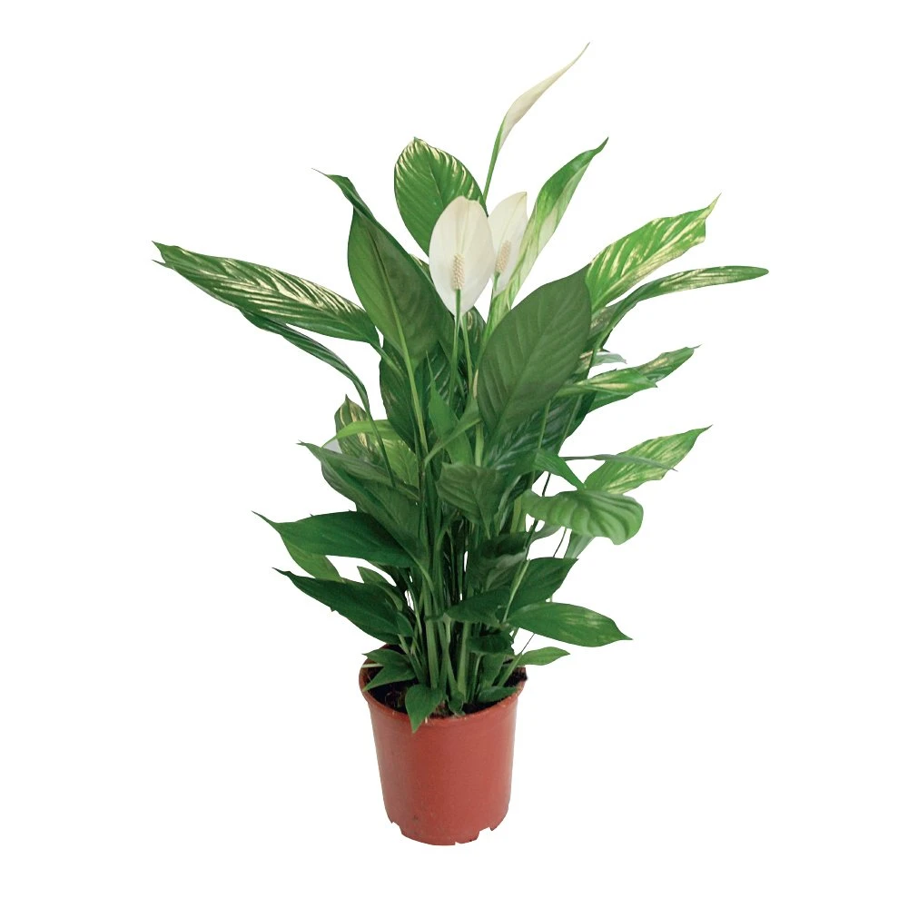 Spathiphyllum Sweet Sebastiano, In 24cm-pot 3 Spathiphyllum Sweet Sebastiano, In 24cm-pot