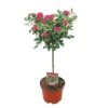 Stamroos 60cm Hoog 1 Stamroos 60cm Hoog -Gardena Winkel stamroos 60cm hoog 1000x1000 6439441874c1b l
