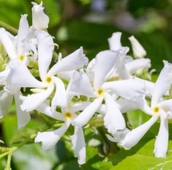 Toscaanse Jasmijn XL 95cm Hoog, In 17cm-pot -Gardena Winkel toscaanse jasmijn xl 95cm hoog in 17cm pot 3366x3307 6479ef3d08f3e l