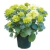 Tuinhortensia, In 23cm-pot -Gardena Winkel tuinhortensia in 23cm pot 1000x1000 6297754c271ec l