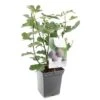 Vijgenboom (Ficus Carica Brown Turkey), In Pot -Gardena Winkel vijg ficus carica brown turkey 1500x1500 623c76aa6c05a l
