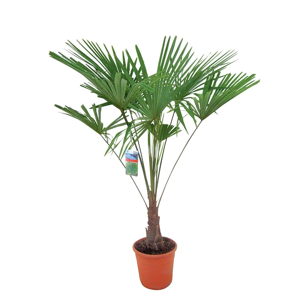 Winterharde Palm 150cm Hoog, In 35cm-pot 3 Winterharde Palm 150cm Hoog, In 35cm-pot
