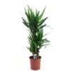 Yucca Elephantipes, In 21cm-pot 100cm Hoog -Gardena Winkel yucca elephantipes 100cm hoog in 21cm pot 1610309995 l