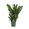 Zamioculcas, In 21cm-pot 80cm Hoog -Gardena Winkel zamioculcas in 21cm pot 80cm hoog 1536x1536 633d2ca204fd7 l